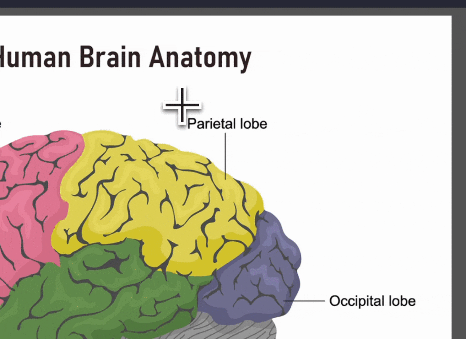 RemNote drawing canvas with pen, shapes, and annotation tools